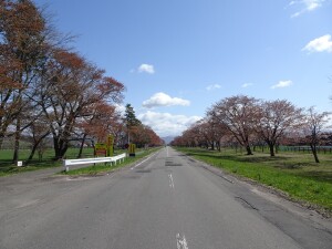 3日目　桜並木スタート地点